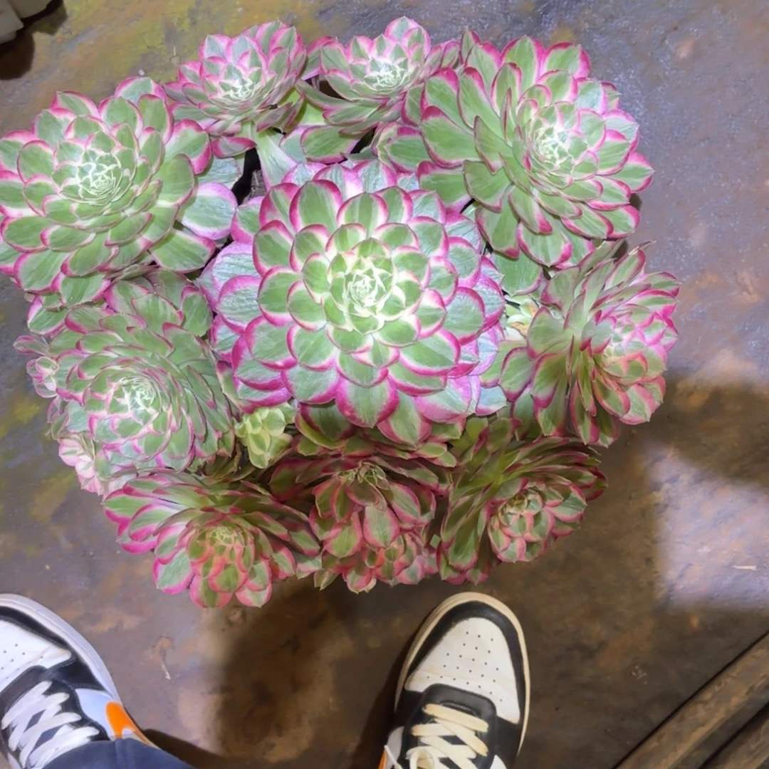 云南多肉植物孔雀翎