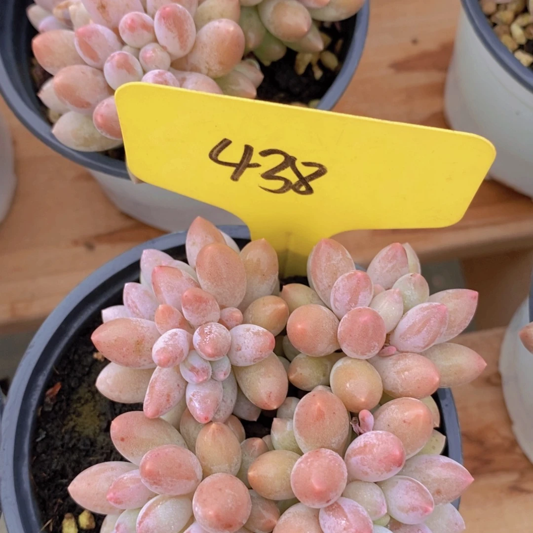 多肉植物，一物一拍，618专场