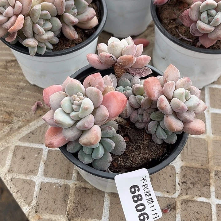 阿雅园艺。      6806白恋