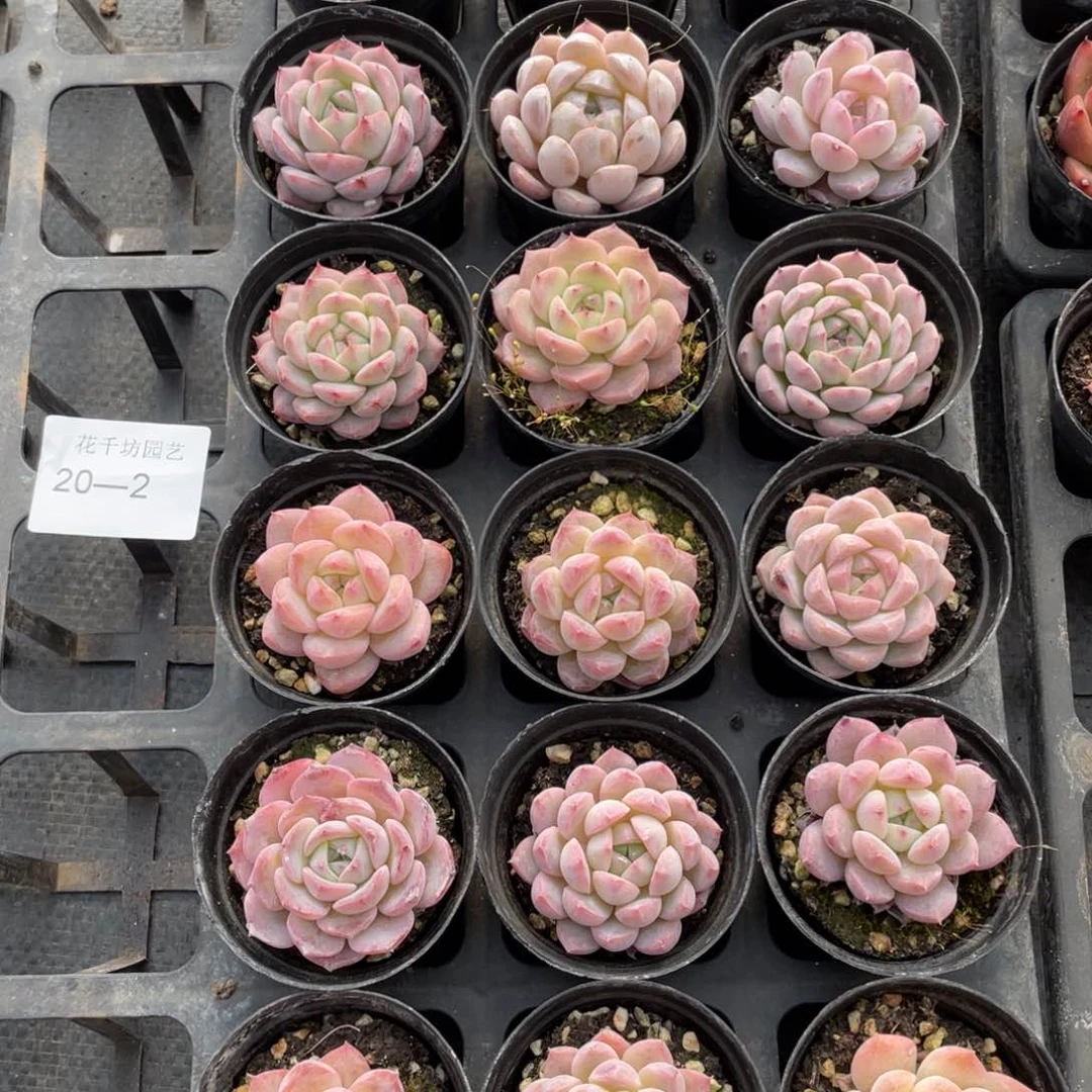 一物一拍18颗20-2