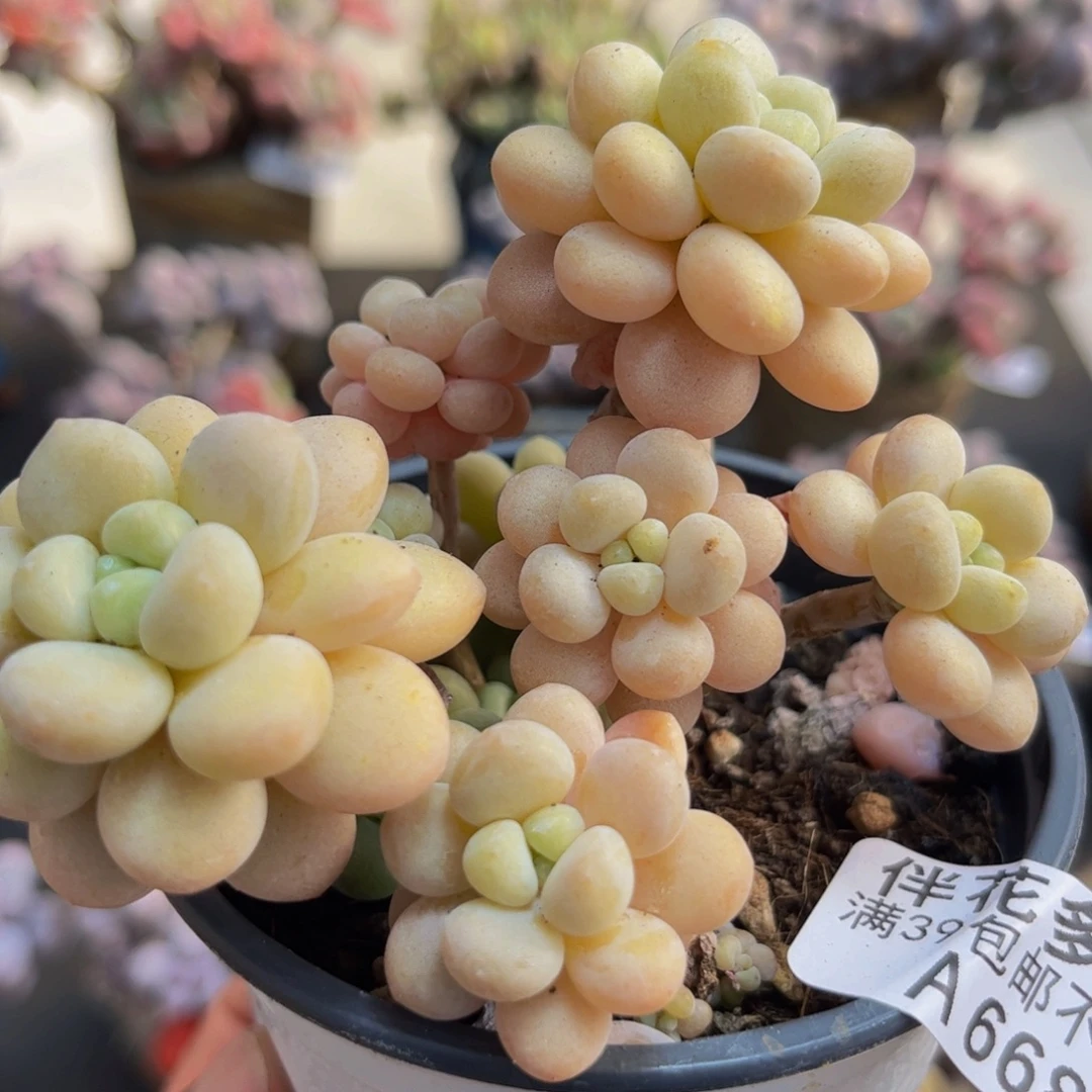 668/8cm洛可可多肉植物