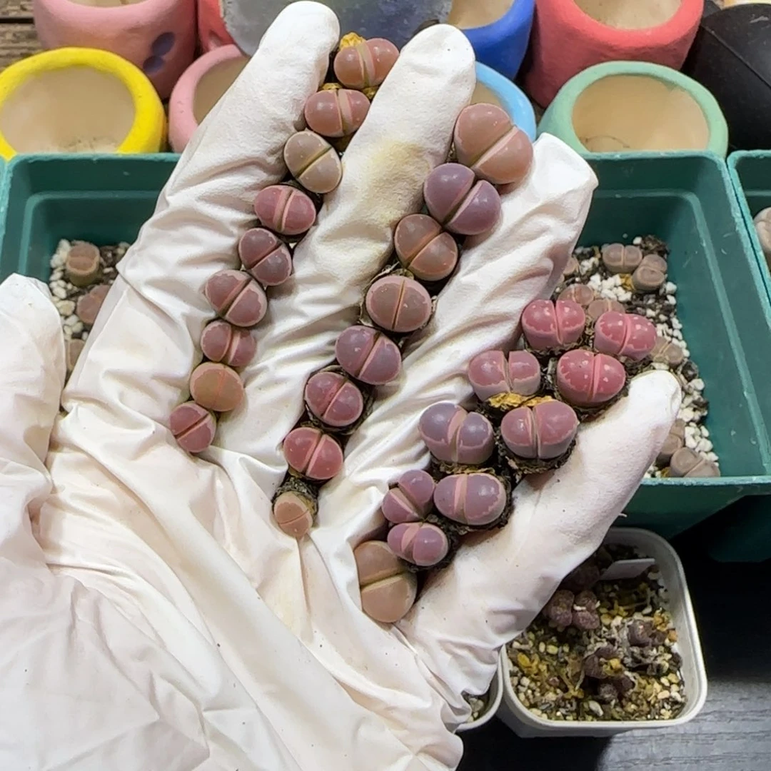 颖***宝10.9。  红橄榄。  9001