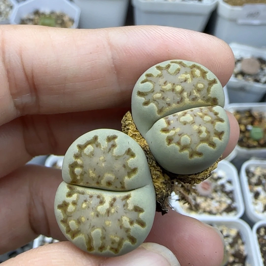 36抹茶糖霜漫画饼干清框福利30包邮