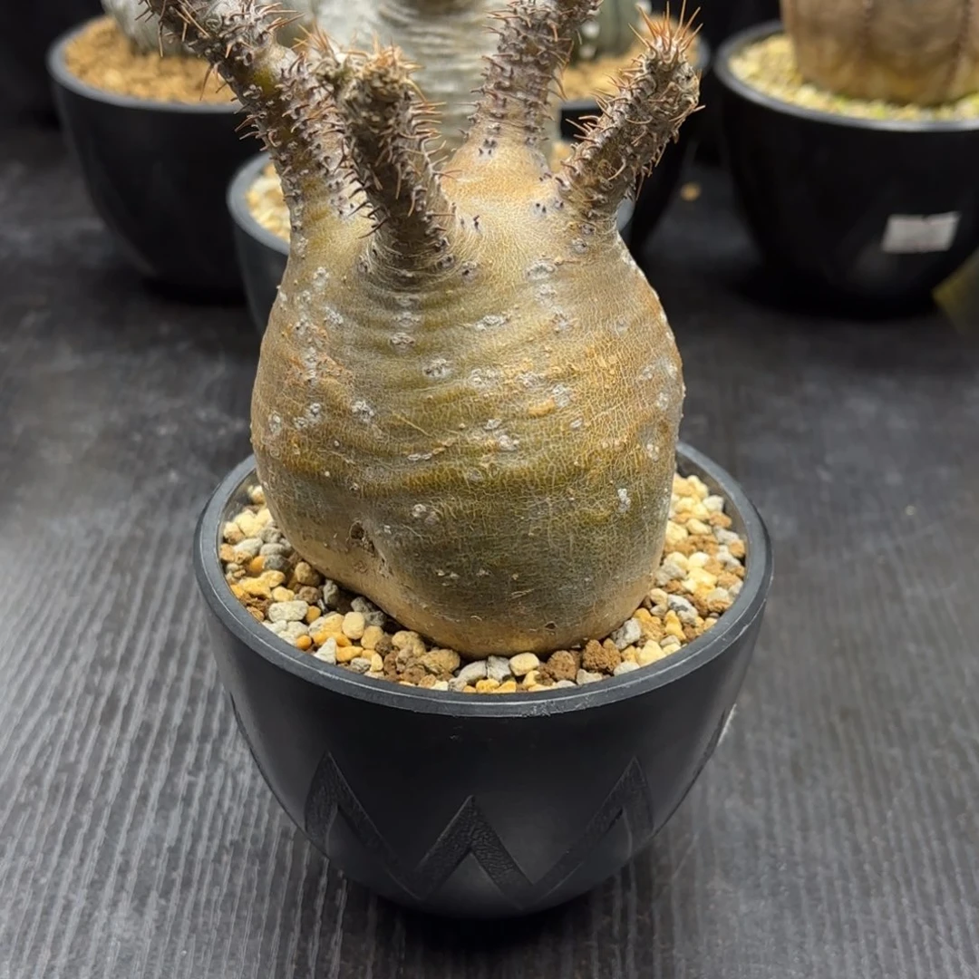 深****练象牙宫寄养包活哟