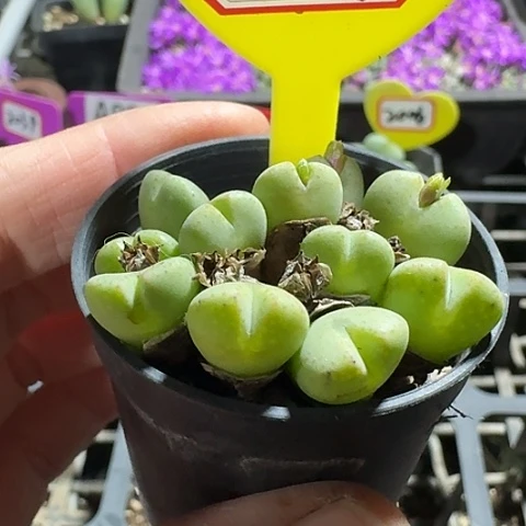 密密麻麻密密麻麻2045