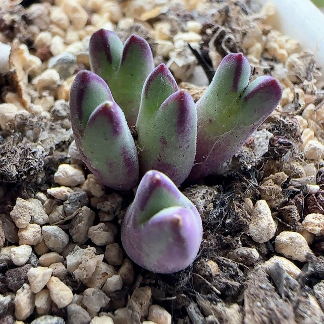 桃***啊宝宝们下午安康。   42128