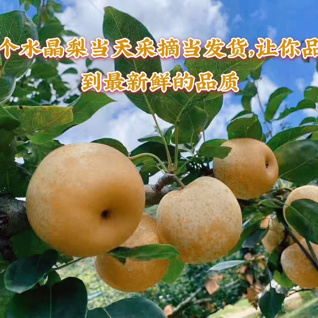 连州水晶梨试吃2个装清甜脆爽、果汁多、果肉幼嫩、糖分足