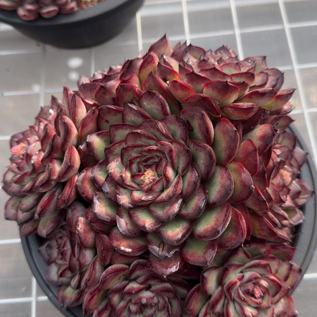 从前慢甄选多肉编号肉酱玫瑰手捧群