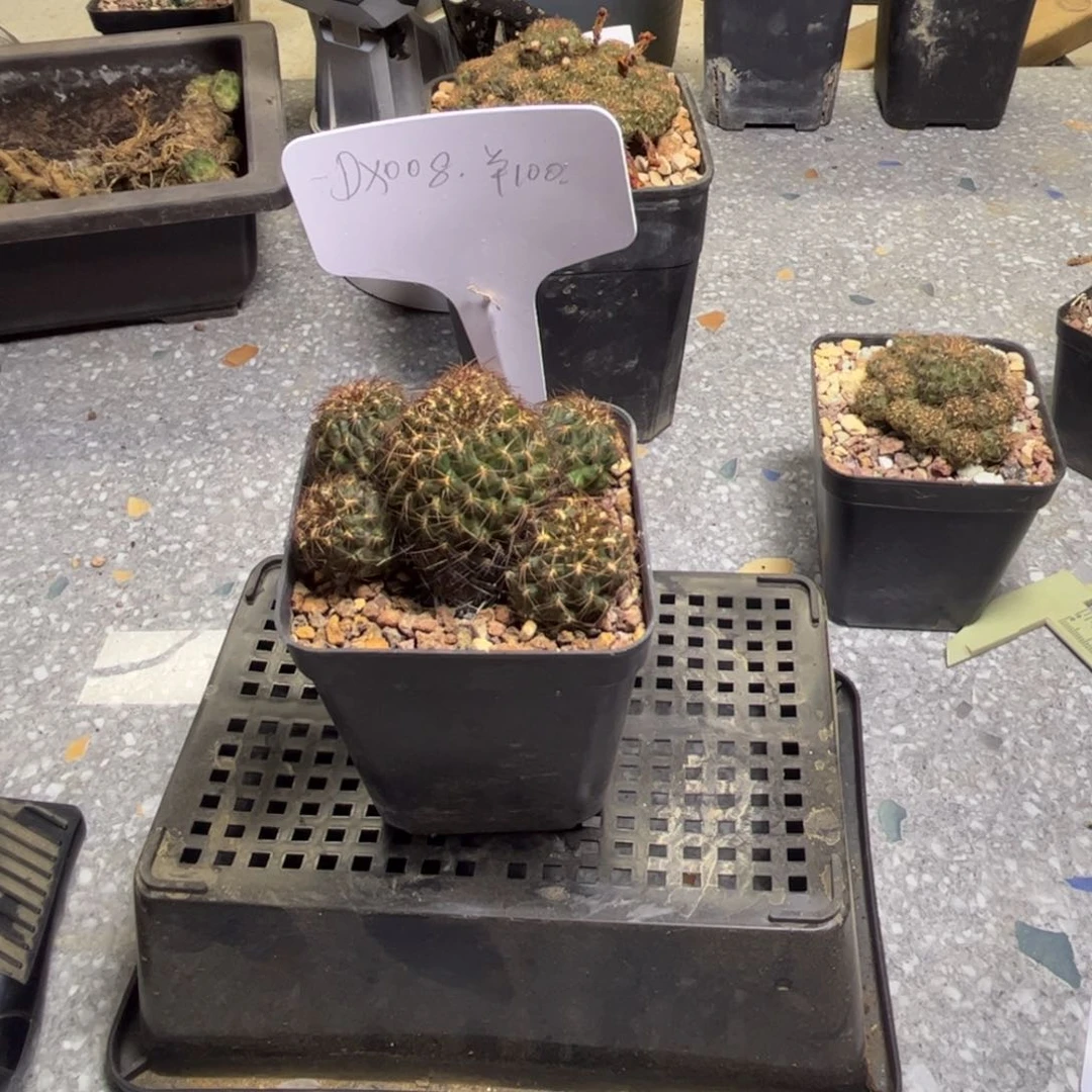 完全开放侧芽扦插繁殖了