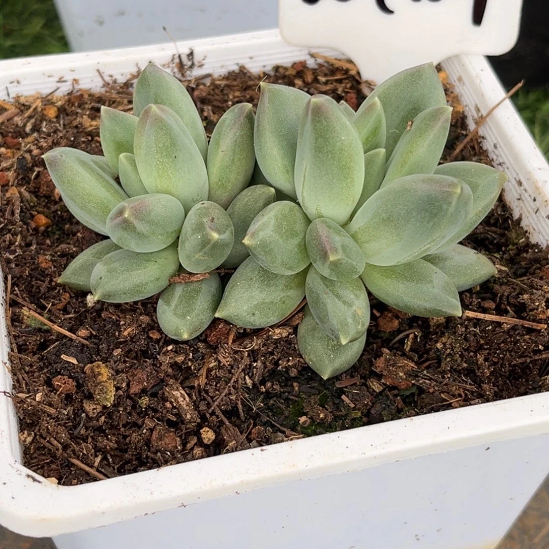 d***q美人多肉植物双头929