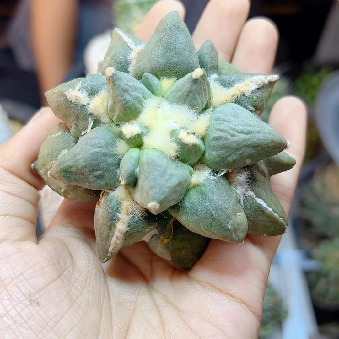 晚28号苗接蛋叉尤无根7.8公分