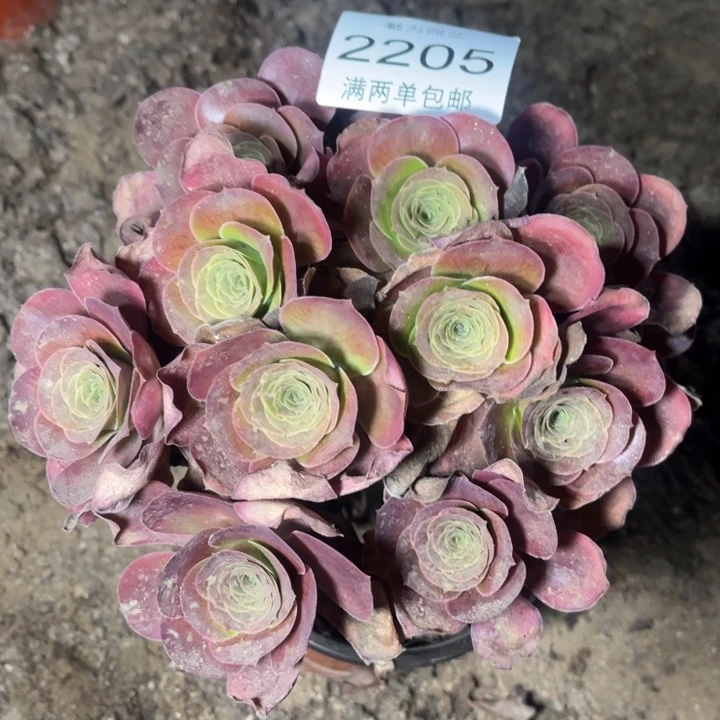 魅金的的的人2205