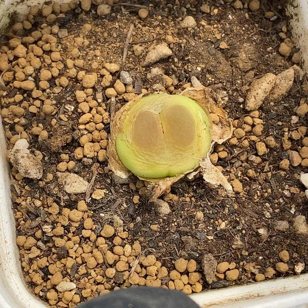 桃喜花园0607-8拉登