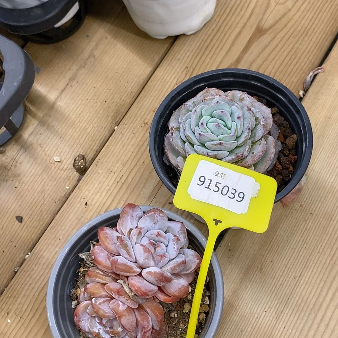 麦*麦两个多肉。915039