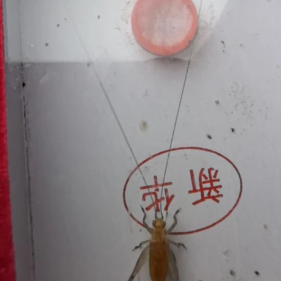 蟋蟀新华大黄顶须一条