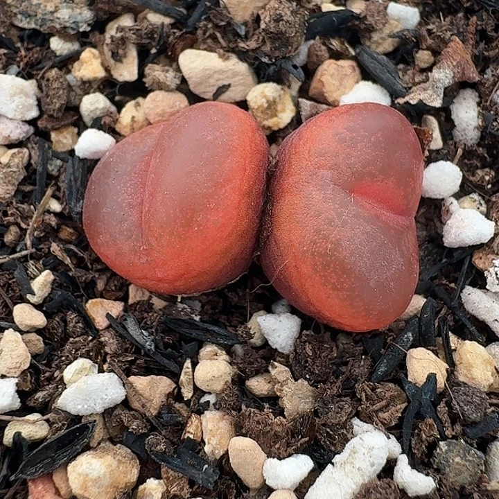 老马生石花双头吕红2106