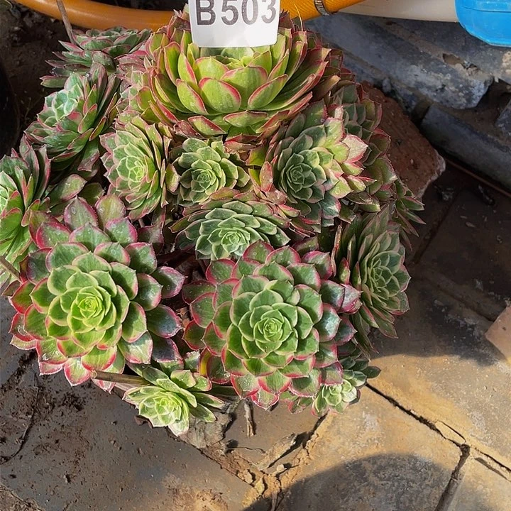 芳****旧多肉法师503号莲花座