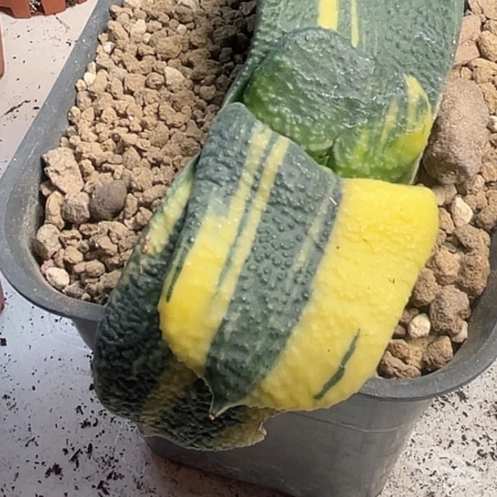 卧牛锦一物一拍1号