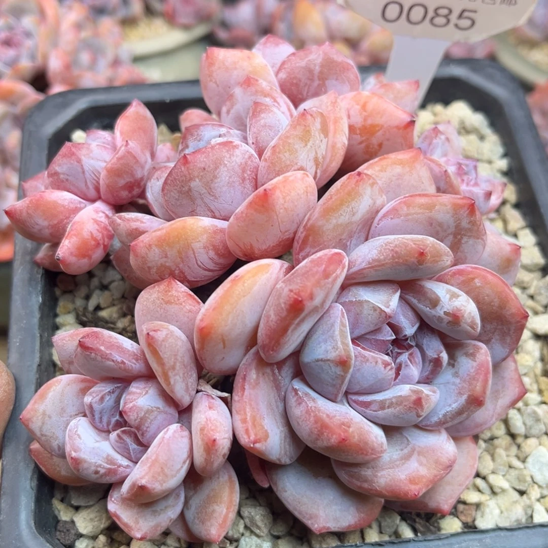 粉底紫心085/13cm6头