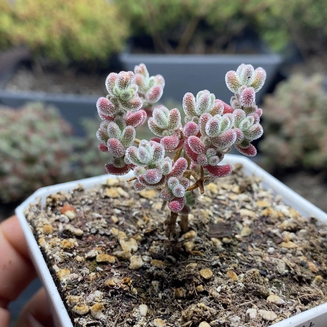 918实生精控优选冰晶