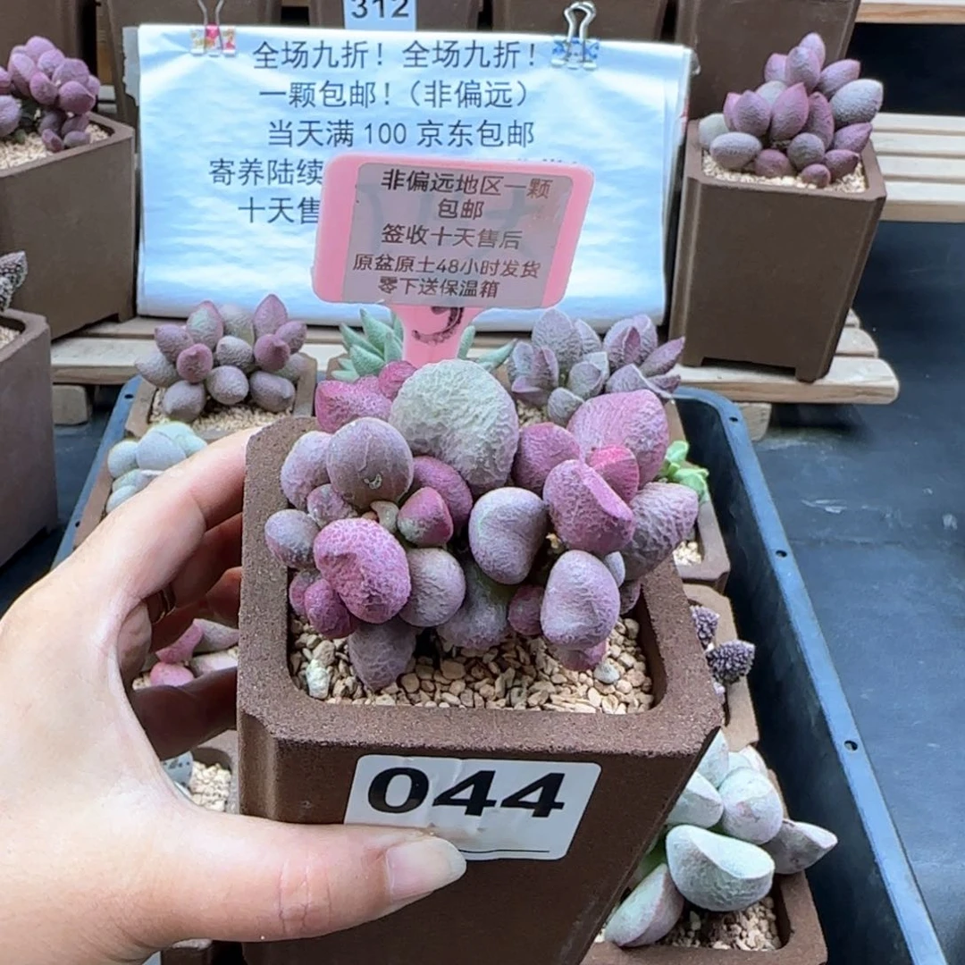 044夏娃多肉植物微瑕
