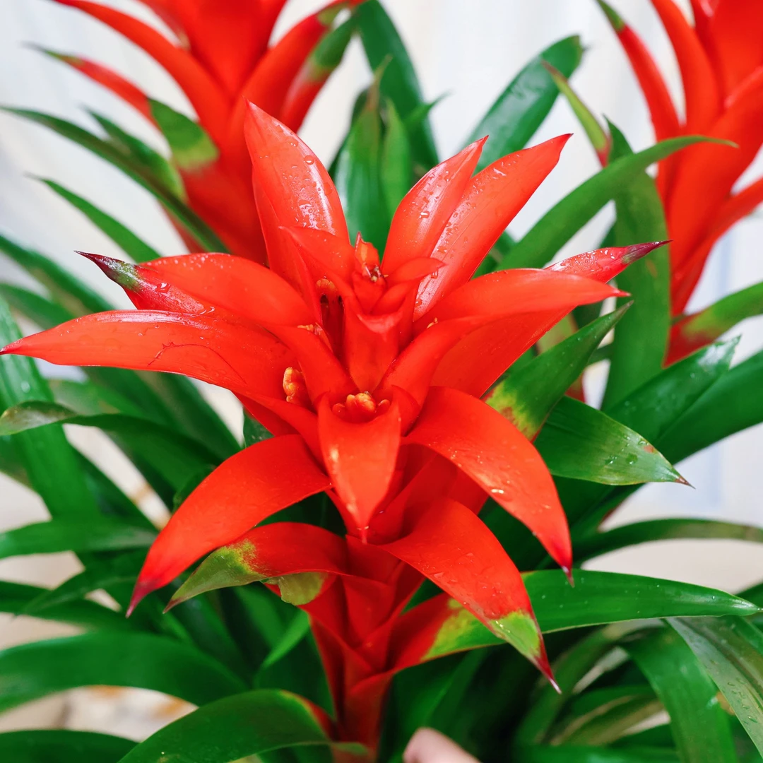 【高50cm-60cm】鸿运当头盆栽带三个花头发开花花卉绿植好养