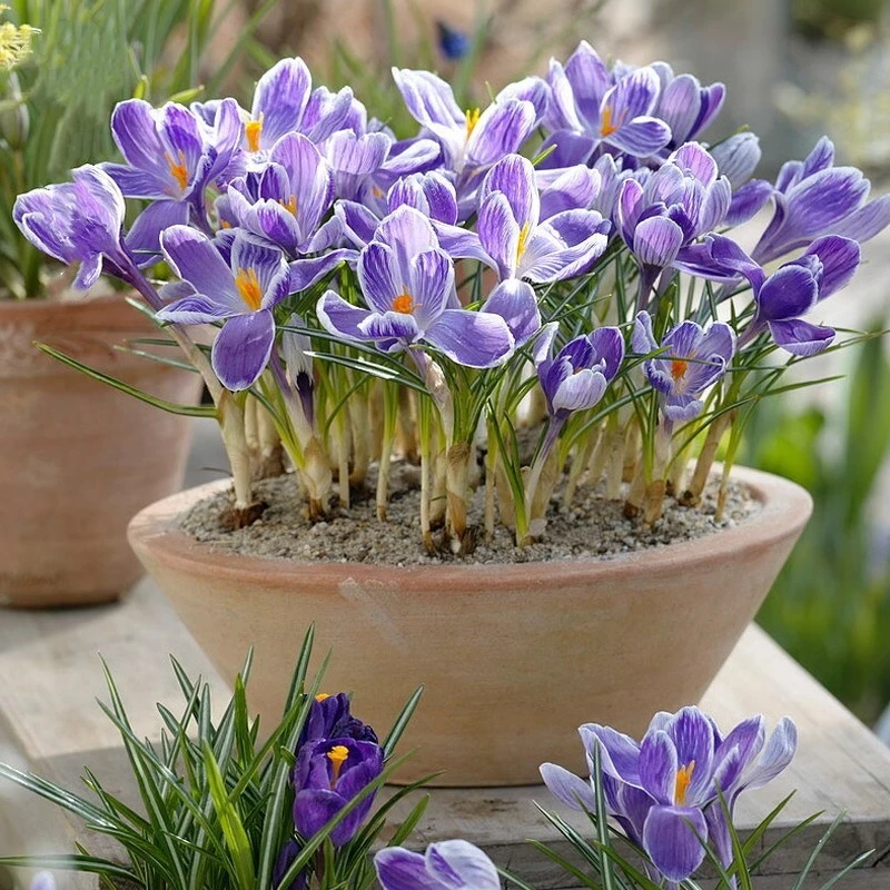 【新疆包邮】藏红花种球西红花藏红花可泡茶观赏番红花种子球根耐寒