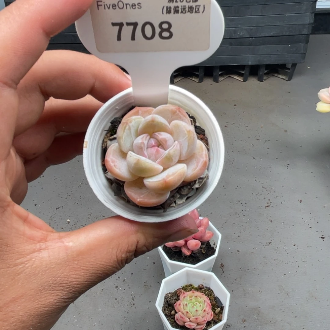 7708小笼包3.5厘米