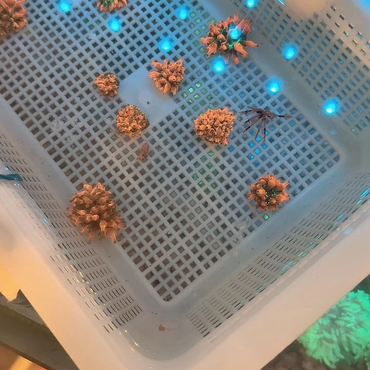 h***a纽扣珊瑚红奶嘴11111111