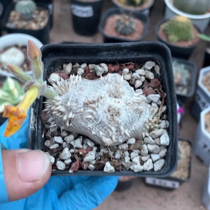 施*尼545惠比须笑块根