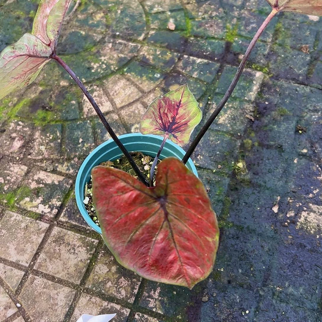 颜***巴完全开放4039。