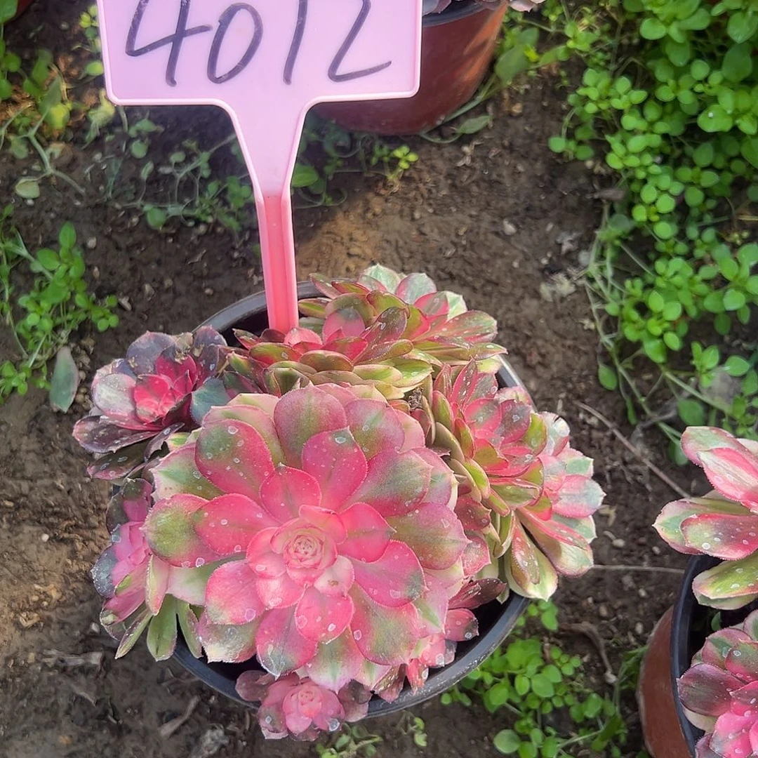 4012荔枝多肉法师