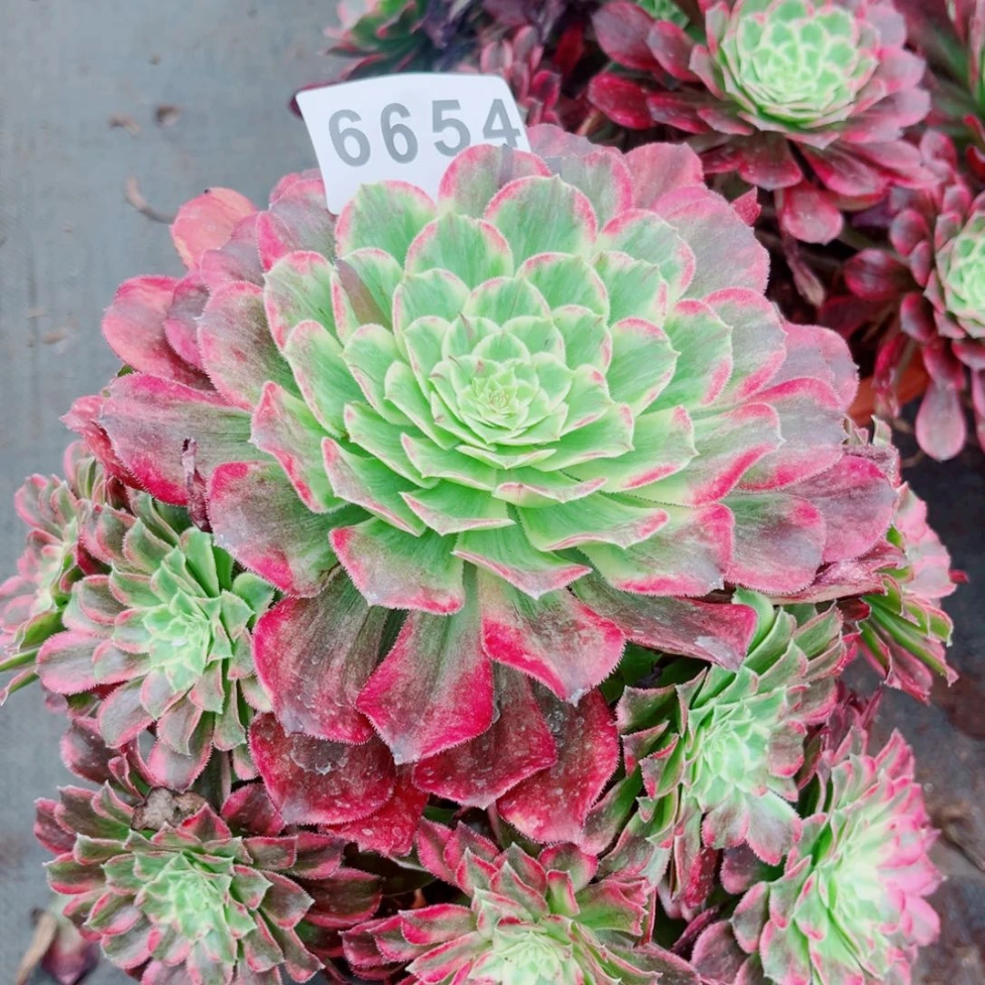 绿体云彩特价发货