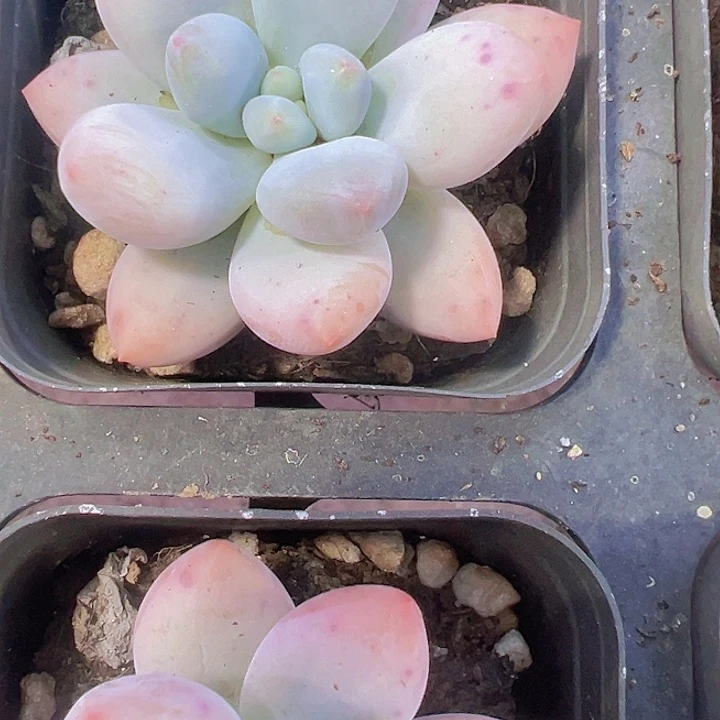 香水精品多肉植物