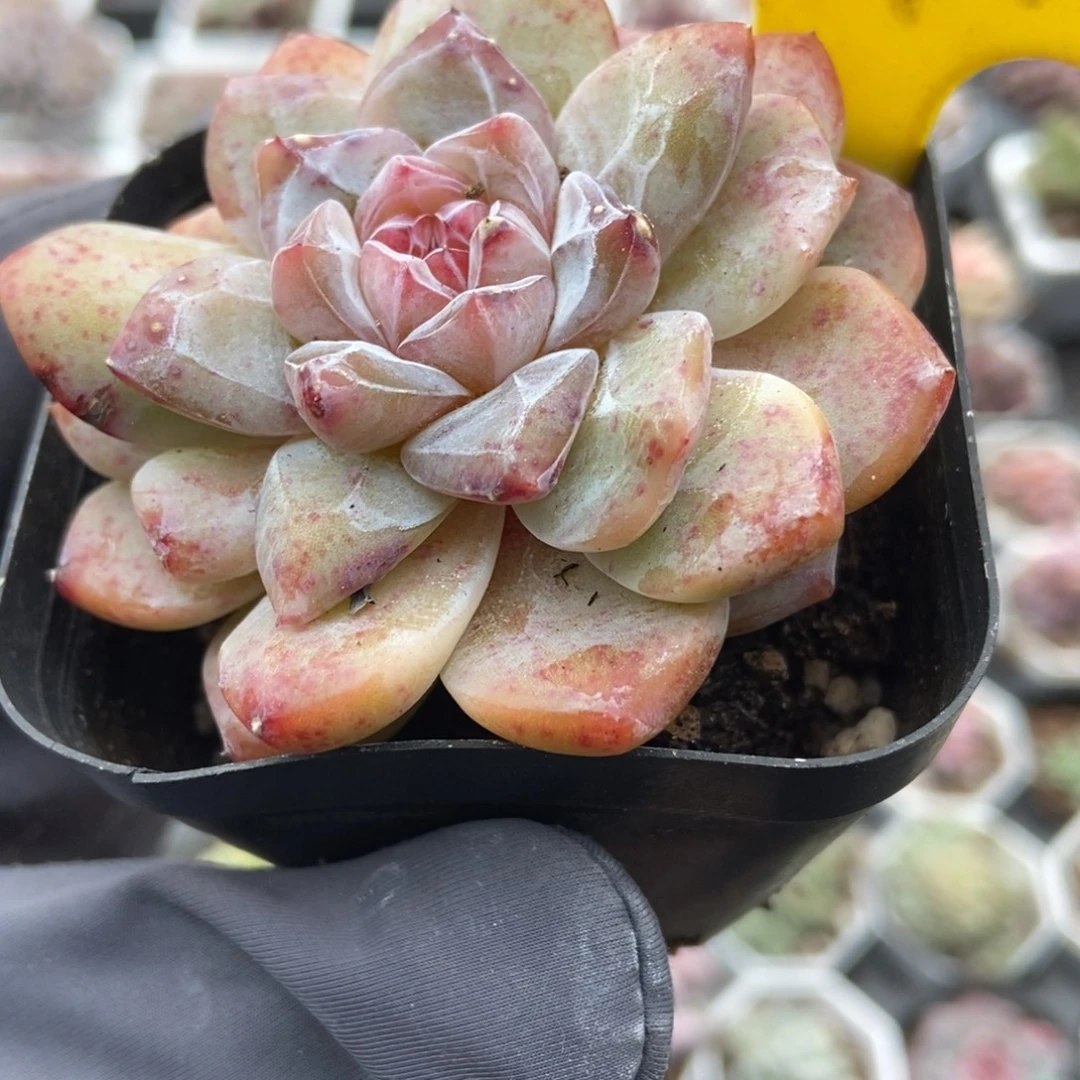 541冰魄多肉植物duorou