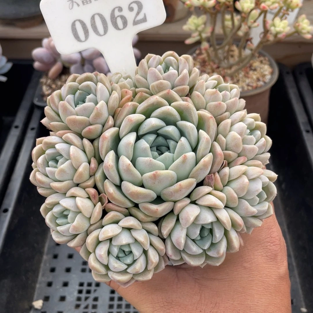 0062奶油美人不带盆11厘米