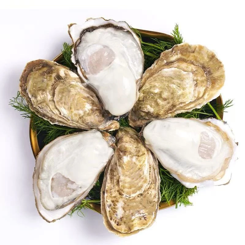 【买5斤送5斤】威海生蚝(顺丰冷链发货包邮）