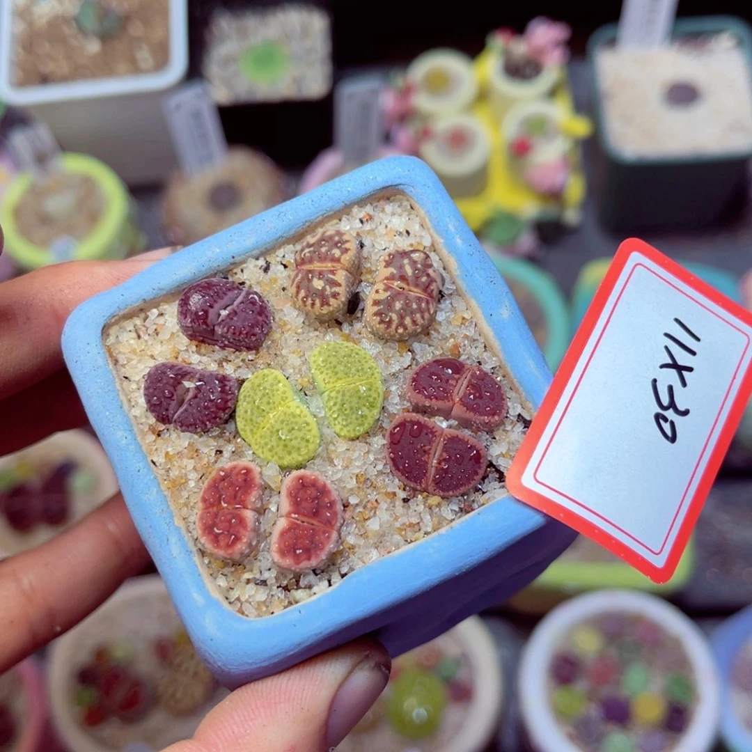 802生石花带盆发