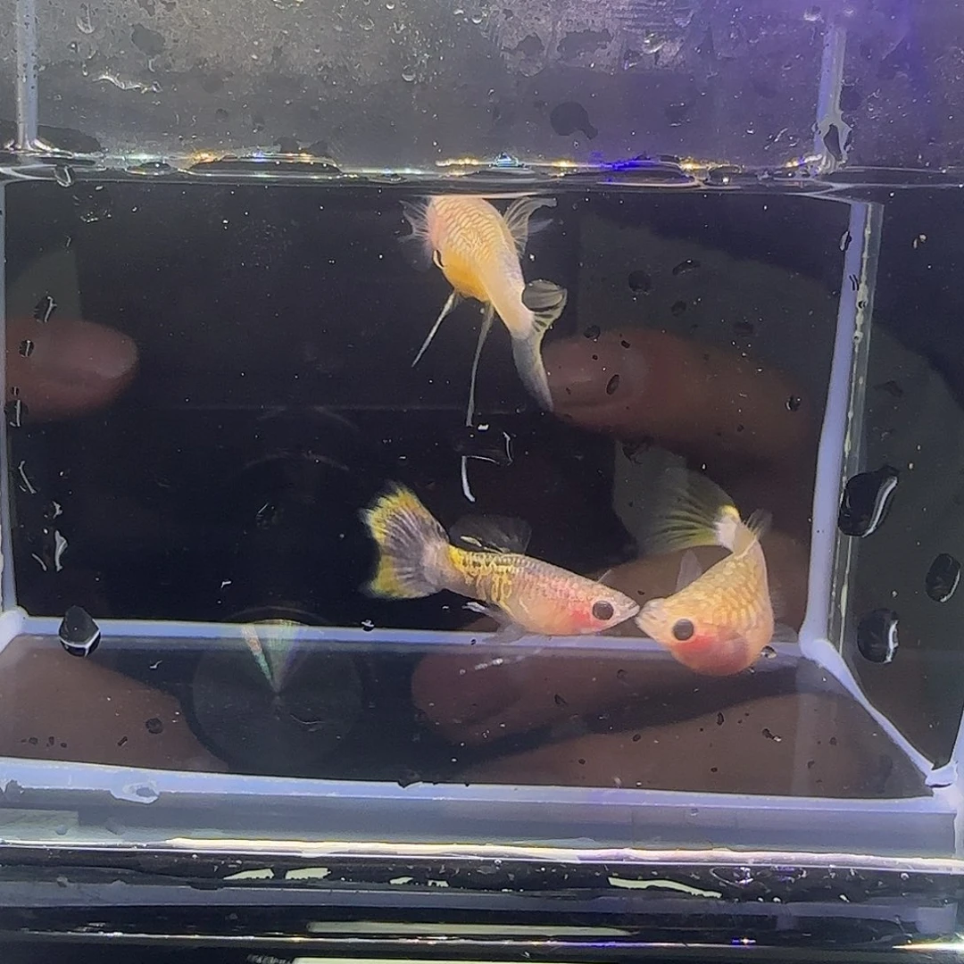 孔雀鱼蛇纹粉猫短C一对，球母一只