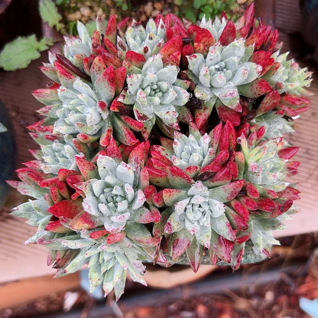 2652白雪仙女杯多肉