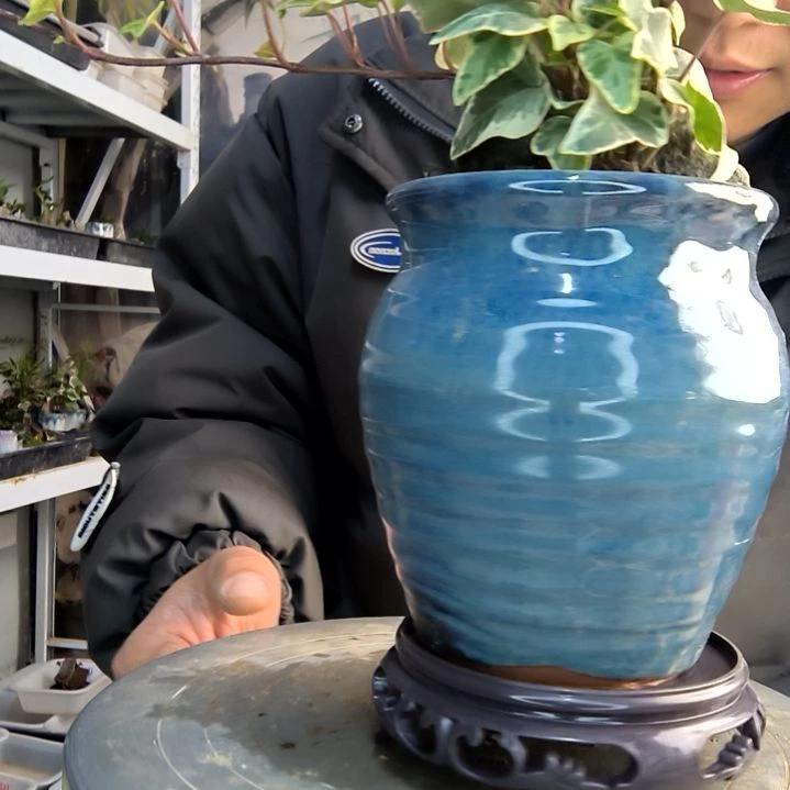 昊**✨小盆景小植物一物一拍51