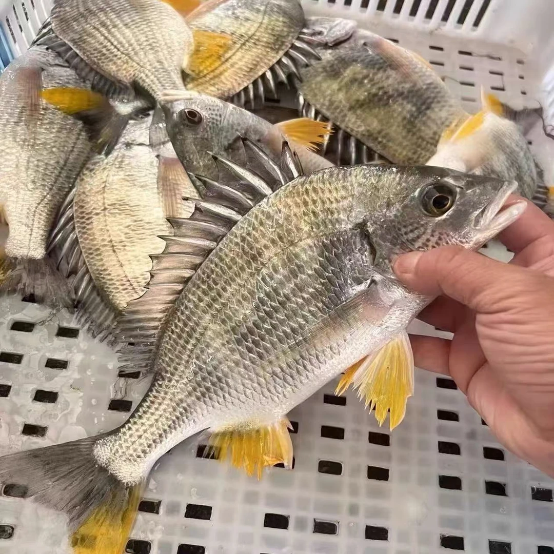 广东汕尾海鲜纯野生新鲜（1斤3-4条）黄脚立/黄刺鱼3斤装