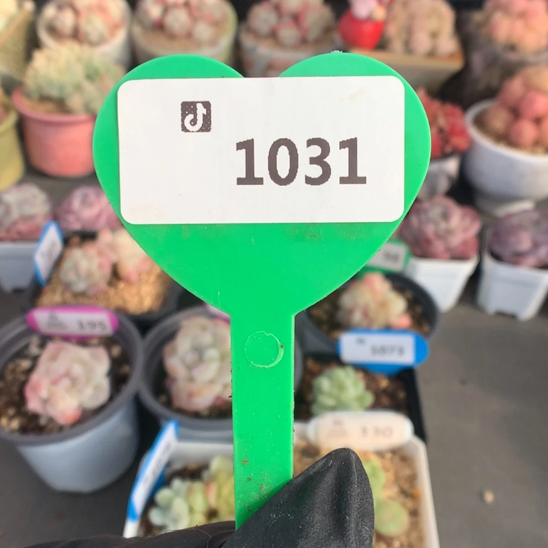 1031 冰玉石化盲盒拍
