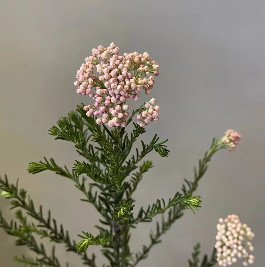【澳洲粉色小米花】云南鲜花 基地直发 全店任意鲜花顺丰包邮
