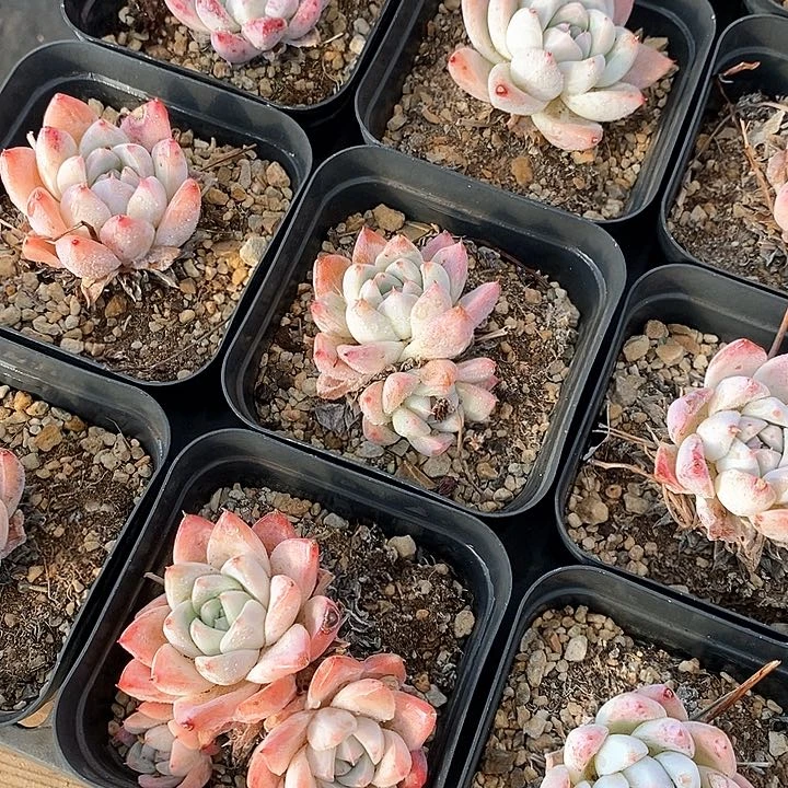 126如梦令混发 福利多多