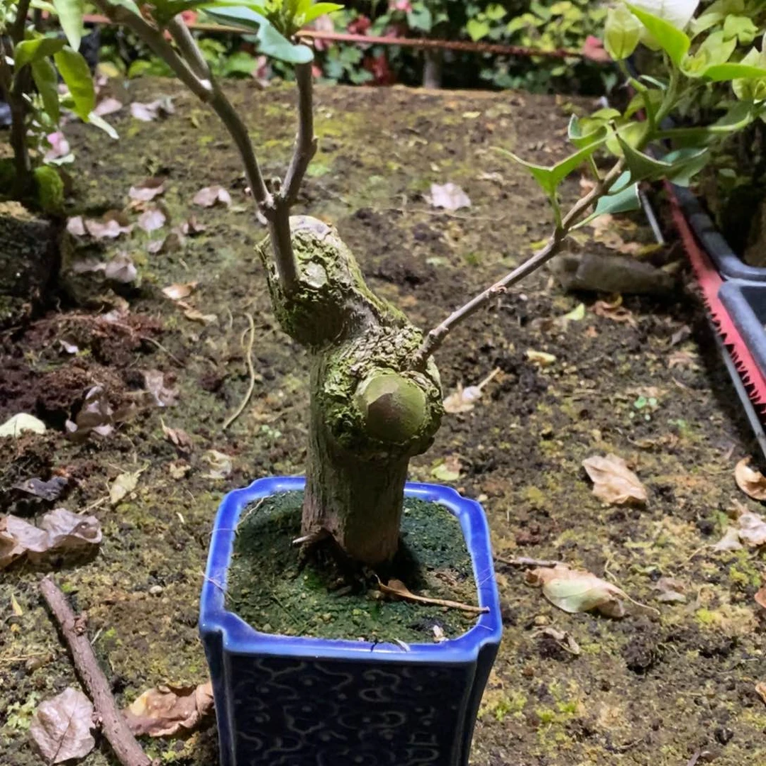 半**子三角梅绿樱坨坨