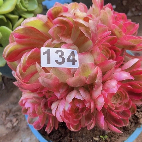 苦*啡多肉植物一个