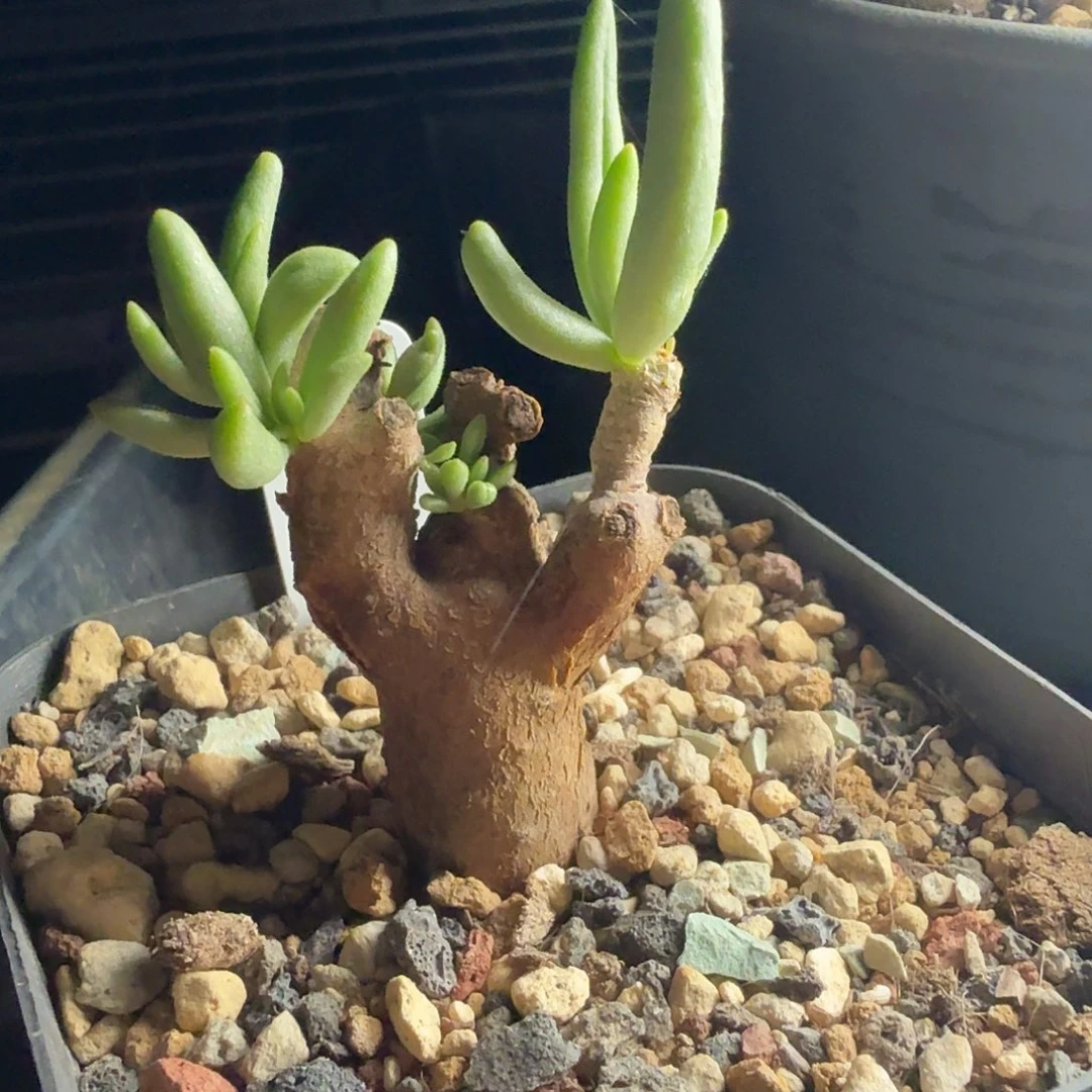 何丽奇峰锦一个带盆发