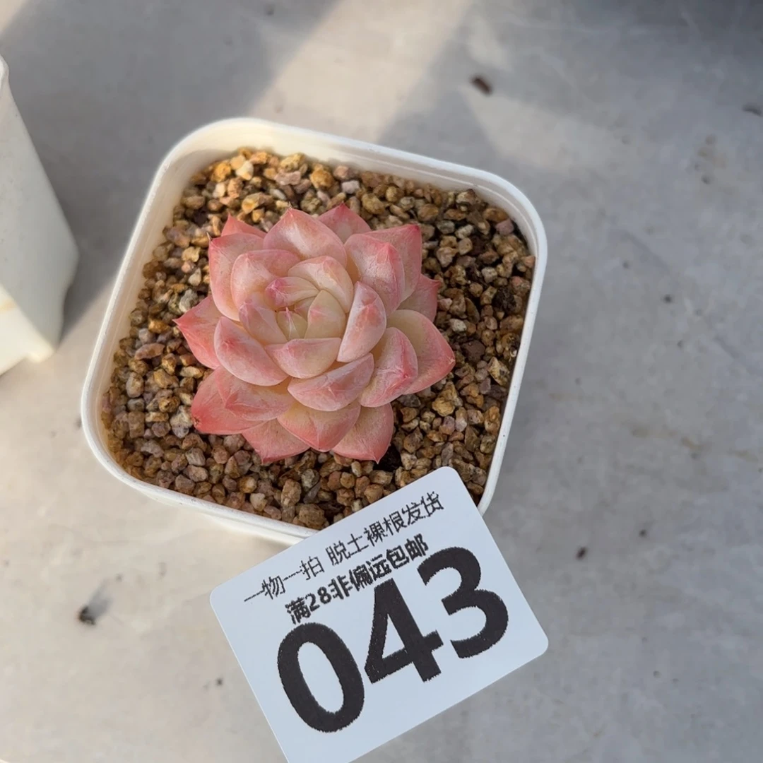 美梦单头无盆土发货