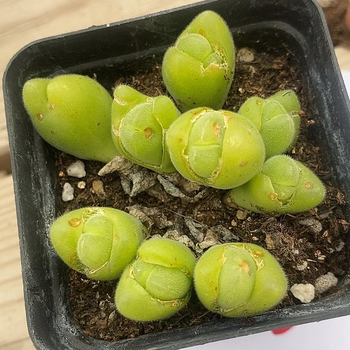 676长毛毛翠滴一群